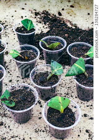 Ficus elastica propagation in soil Ficus elastica propagation in soil 138284727