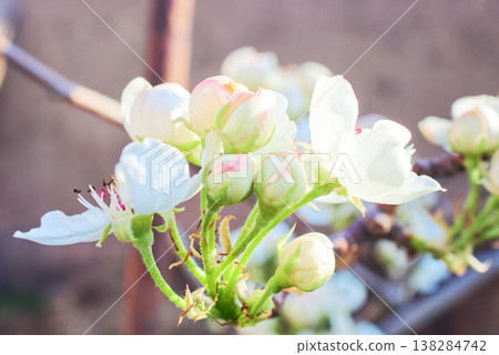 Soft focus buds and flowers on a branch Soft focus buds and flowers on a branch 138284742