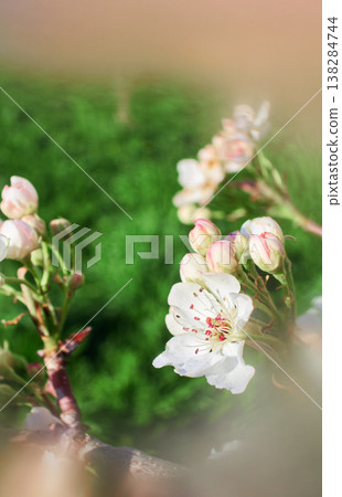 Soft focus buds and flowers on a branch Soft focus buds and flowers on a branch 138284744