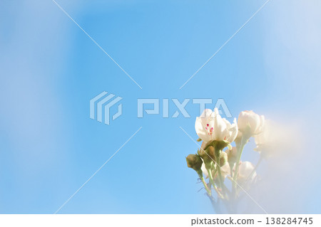 Soft focus buds and flowers on a branch Soft focus buds and flowers on a branch 138284745