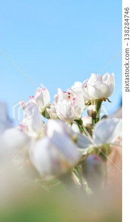 Soft focus buds and flowers on a branch Soft focus buds and flowers on a branch 138284746