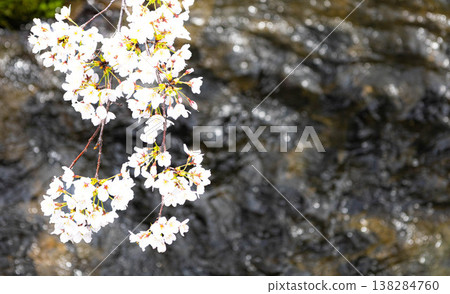 Pink cherry blossoms gently sway above the river, bathed in the soft spring light. Pink cherry blossoms gently sway above the river, bathed in the soft spring light. 138284760