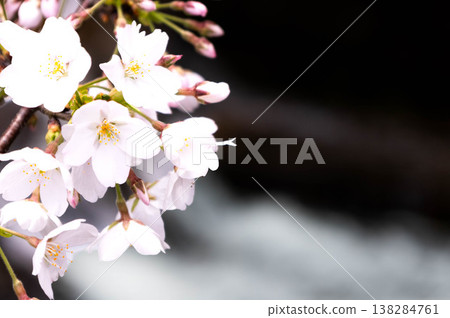 Pink cherry blossoms gently sway above the river, bathed in the soft spring light. Pink cherry blossoms gently sway above the river, bathed in the soft spring light. 138284761