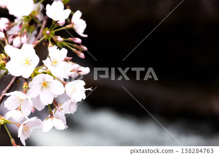 Pink cherry blossoms gently sway above the river, bathed in the soft spring light. Pink cherry blossoms gently sway above the river, bathed in the soft spring light. 138284763