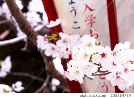Pink cherry blossoms gently sway in the soft spring light of the school entrance season. Pink cherry blossoms gently sway in the soft spring light of the school entrance season. 138284789