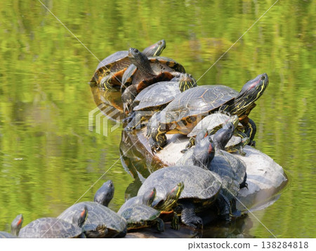 A group of red-eared sliders gather on the water's surface, basking in the sun / many red-eared 138284818
