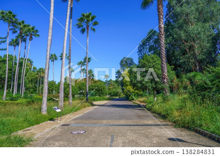 A walking path overflowing with tropical charm, lined with blue skies and Washingtonia palm trees. A walking path overflowing with tropical charm, lined with blue skies and Washingtonia palm trees. 138284831