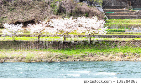 春日景色,高橋川流經岡山縣高橋市,櫻花盛開。 春日景色,高橋川流經岡山縣高橋市,櫻花盛開。 138284865