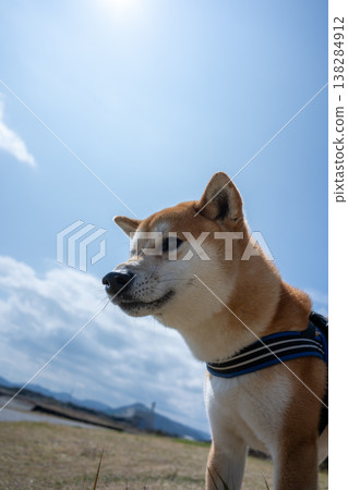 Shiba Inu遠遠地看著 Shiba Inu遠遠地看著 138284912