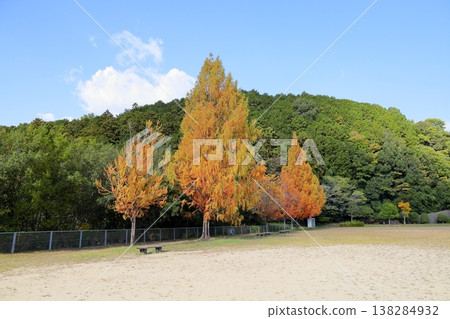 水杉的葉子開始變色；秋天的樹葉開始出現了。 138284932