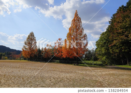 Metasequoia leaves begin to change color; autumn foliage is starting. Metasequoia leaves begin to change color; autumn foliage is starting. 138284934