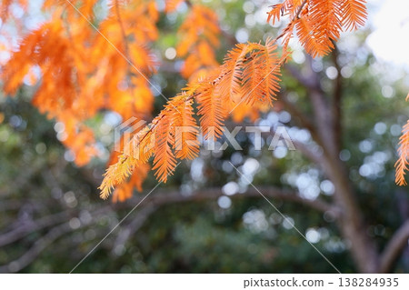The Metasequoia leaves begin to change color; autumn foliage is just beginning. The Metasequoia leaves begin to change color; autumn foliage is just beginning. 138284935