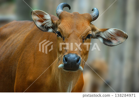 A detailed portrait of a female Banteng featuring its distinct reddish-brown coat and curved horns against a soft bokeh background. 138284971