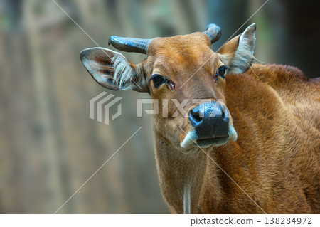 A detailed portrait of a female Banteng featuring its distinct reddish-brown coat and curved horns against a soft bokeh background. A detailed portrait of a female Banteng featuring its distinct reddish-brown coat and curved horns against a soft bokeh background. 138284972