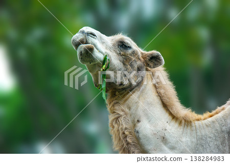 Close-up portrait of a camel's head and neck with a blurred forest background. Close-up portrait of a camel's head and neck with a blurred forest background. 138284983