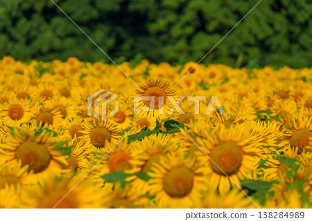250731 Tsunan Town Sunflower Field 250731 Tsunan Town Sunflower Field 138284989