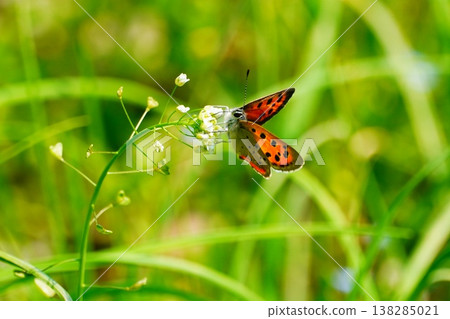 Lycaena phlaeas 138285021