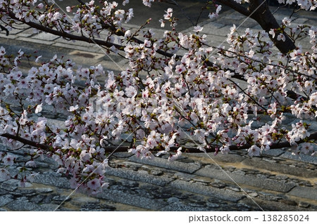 Kyoto, Konkai-Komyoji Temple, stone steps, cherry blossoms, full bloom, flowers, spring, temples and shrines Kyoto, Konkai-Komyoji Temple, stone steps, cherry blossoms, full bloom, flowers, spring, temples and shrines 138285024