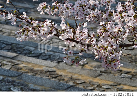 京都,金海光明寺,石階,櫻花,盛開,鮮花,春天,寺廟和神社 京都,金海光明寺,石階,櫻花,盛開,鮮花,春天,寺廟和神社 138285031