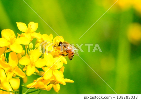 A bee A bee 138285038