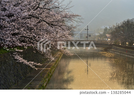 京都,岡崎,公園,運河,櫻花,盛開,清晨,春天,水面,倒影,河流 京都,岡崎,公園,運河,櫻花,盛開,清晨,春天,水面,倒影,河流 138285044