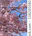 櫻花盛開 138285080
