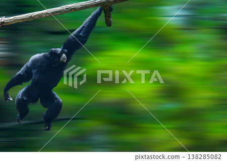 A black Siamang gibbon showcasing its agility while brachiation along a wooden branch in a lush tropical forest setting. 138285082