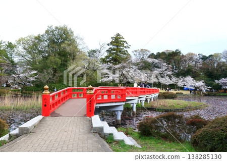 春天，岩槻城遺址公園擠滿了賞櫻者。 138285130