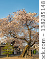 Weeping cherry tree at Kousaku-in Temple, Showa Ward, Nagoya City 138285148