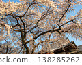 Weeping cherry tree at Kousaku-in Temple, Showa Ward, Nagoya City 138285262