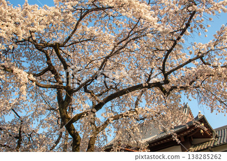 Weeping cherry tree at Kousaku-in Temple, Showa Ward, Nagoya City 138285262