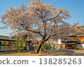 Weeping cherry tree at Kousaku-in Temple, Showa Ward, Nagoya City 138285263