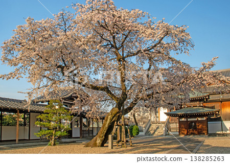 Weeping cherry tree at Kousaku-in Temple, Showa Ward, Nagoya City 138285263