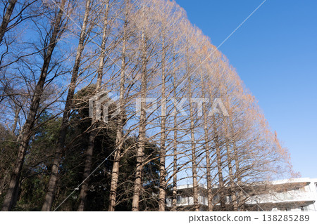 Metasequoia tree-lined avenue at the entrance to Mitsuike Park Metasequoia tree-lined avenue at the entrance to Mitsuike Park 138285289