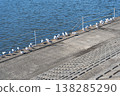 Wild birds perch in flocks on the banks of the Tsurumi River in winter. 138285290