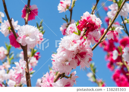 Flowering peach (at Flowering Peach Village, Achi Village) Flowering peach (at Flowering Peach Village, Achi Village) 138285303