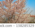Cherry blossoms in full bloom along the Yamasaki River, Mizuho-ku, Nagoya 138285329