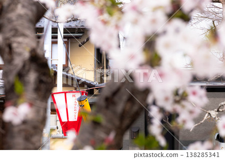 鄉村櫻花節的寧靜景象，燈籠高掛，向學生們送上「祝賀入學」的祝福。 138285341