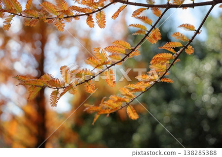 Metasequoia leaves begin to change color; autumn foliage is starting. Metasequoia leaves begin to change color; autumn foliage is starting. 138285388