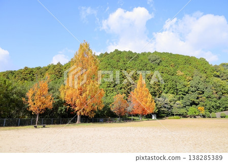 Metasequoia trees begin to change color; autumn leaves start to fall. Metasequoia trees begin to change color; autumn leaves start to fall. 138285389