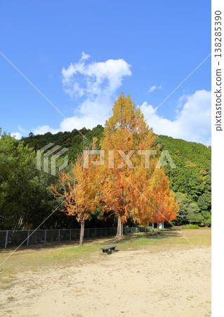 Metasequoia trees begin to change color; autumn leaves start to fall. Metasequoia trees begin to change color; autumn leaves start to fall. 138285390