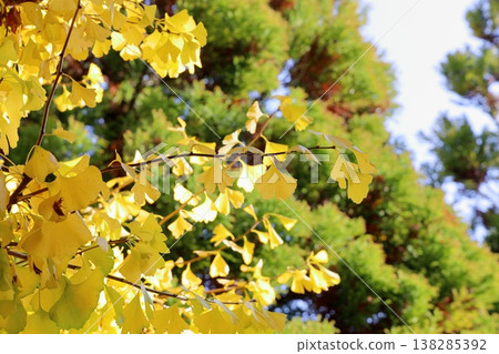 黃葉銀杏葉 黃葉銀杏葉 138285392