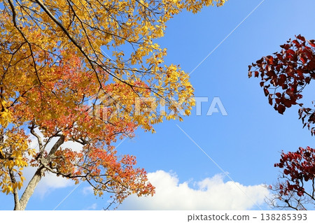 黃葉：朴樹葉 138285393