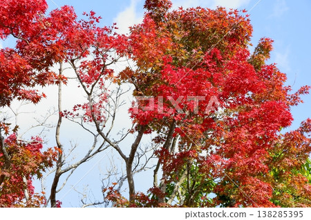 Bright autumn leaves Maple leaves Bright autumn leaves Maple leaves 138285395