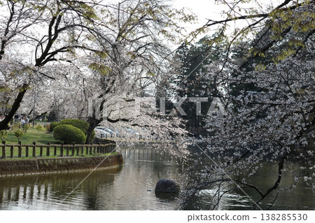 春日公園裡，盛開的櫻花倒映在水面上。 138285530