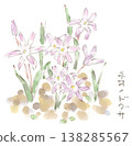 Watercolor illustration of Chionodoxa, a spring plant. 138285567