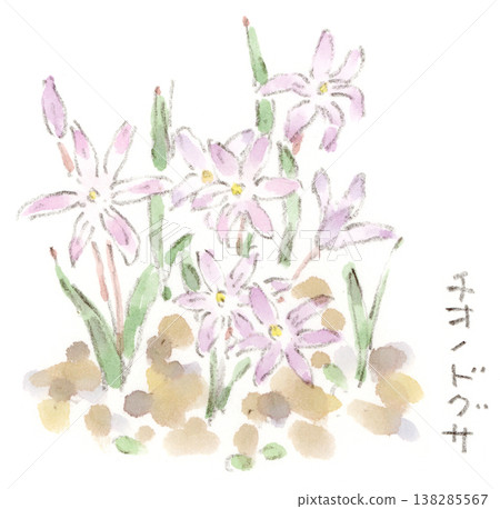 雪光花（Chionodoxa）水彩插圖，一種春季植物。 138285567