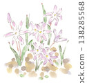Watercolor illustration of Chionodoxa, a spring plant. 138285568
