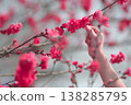 粉紅色的梅花和指尖 138285795