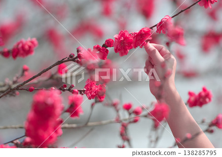 Pink plum blossoms and fingertips 138285795